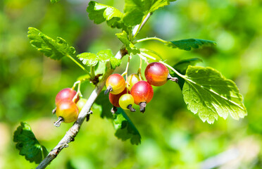 gooseberries on a branch, close-up