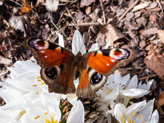 Macro shot of the European peacock butterfly (Aglais io) on white spring flowers (Colchicum szovitsii) in bloom. The wings are rusty red, wingtip is black with blue and yellow eyespot