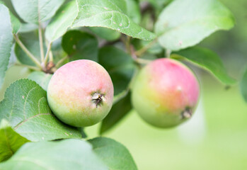 Apples on apple-tree branches in summer day
