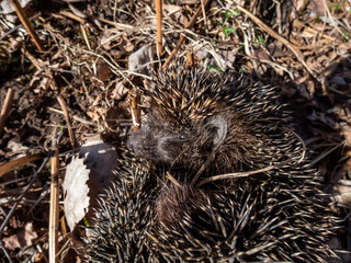 Close-up shot of the adult European hedgehog (Erinaceus europaeus) among dry grass in spring awaken after winter. Beautiful animal and forest scenery