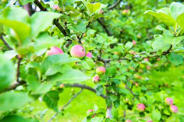 Apples on apple-tree branches in summer day