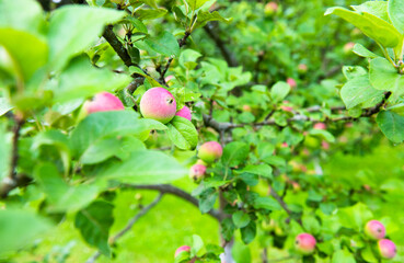 Apples on apple-tree branches in summer day