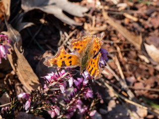 Close-up of the comma butterfly (polygonia c-album) with orange wings with angular notches on the edges of the forewings and dark brown and black markings on the heather flowers in spring