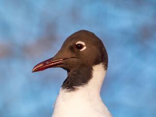 Beautiful and detailed shot of the black-headed gull (Chroicocephalus ridibundus) looking to the side in golden hour light with blurred background