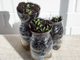 Growing young, green seedlings in DIY plastic pots made from cut plastic bottles. Small plants growing indoors at home in recycled bottle planter with white wall in background