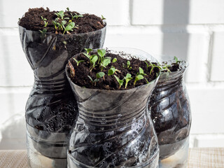 Growing young, green seedlings in DIY plastic pots made from cut plastic bottles. Small plants growing indoors at home in recycled bottle planter with white wall in background