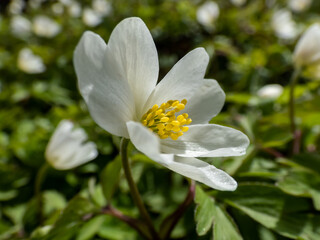 Macro of white spring flower Wood anemone (Anemone nemorosa) flowering in bright sunlight with blurred green background