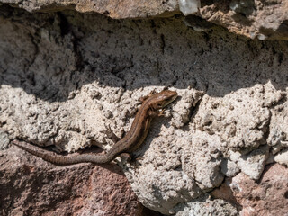 Young Viviparous lizard or common lizard (Zootoca vivipara) sunbathing in the brigth sun on the vertical rock wall in the garden in spring