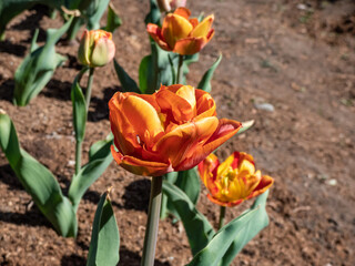 Close-up of the Tulip Brownie that has unusual copper color and features double flowers. Unique brown-orange color, with the sunrays on petals