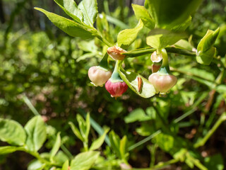 Macro of beautiful pink urn shaped flower of European blueberry or bilberry plant (Vaccinium myrtillus) before bearing fruits among green leaves in forest