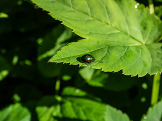 The colorful Dead-nettle leaf beetle (Chrysolina fastuosa) with gold and copper shine and metallic luster that transitions to a green or violet-blue longitudinal stripes on a leaf