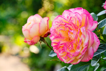 Obraz premium Pink roses growing summer cottage warm summer day.