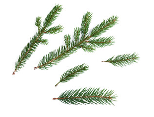 Fir branches isolated on white background. Example of coniferous trees