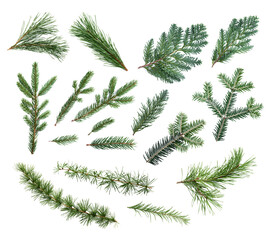 Example of coniferous evergreen branches of fir, thuja, spruce isolated on white background