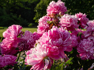 Chinese Peony, Garden Peony 'Wrinkles & Crinkles' (Paeonia lactiflora) flowering with full, rich pink flowers in sunlight in the garden