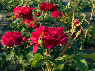 'Darcey Bussell' English Shrub Rose Bred By David Austin in deep, rich crimson-pink, taking on a tinge of mauve just before the petals drop growing in garden in summer