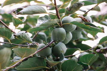 Persimmons on a tree