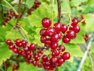 Perfect red ripe redcurrants (ribes rubrum) on the branch between green leaves with blurry background. Taste of summer