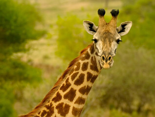 Naklejka na ściany i meble Close-up of a giraffe's head turns away and looks curiously directly into the camera