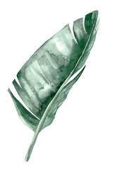 Watercolor teal green banana leaf isolated element, tropical summer wedding illustration