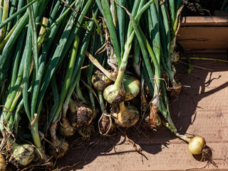 Ripe, organic grown, white and golden onions harvested in summer with green chives and still...