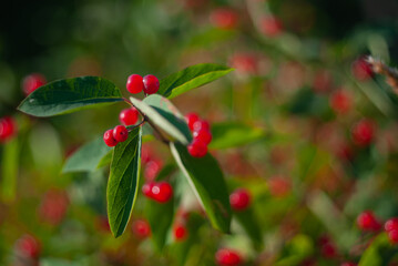 Obraz premium Red viburnum, macro photo.