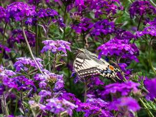 The Old World swallowtail or the common yellow swallowtail (Papilio machaon) with yellow wings with black markings and one red and six blue eye spots below each tail among purple flowers