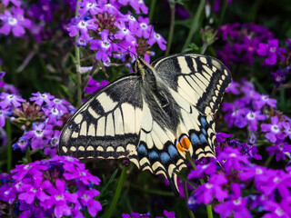 The Old World swallowtail or the common yellow swallowtail (Papilio machaon) with yellow wings with black markings and one red and six blue eye spots below each tail among purple flowers