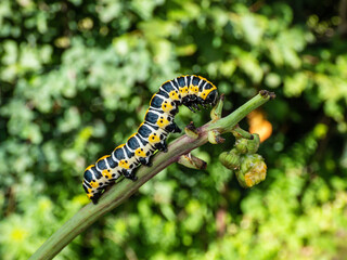 Macro of the Yellow form of the Caterpillar of the Lettuce shark moth (Cucullia lactucae) with black and yellow segments and lines crawling on the plant