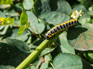 Macro of the Yellow form of the Caterpillar of the Lettuce shark moth (Cucullia lactucae) with black and yellow segments and lines crawling on the plant