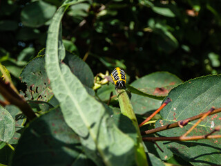 Obraz premium Macro of the Yellow form of the Caterpillar of the Lettuce shark moth (Cucullia lactucae) with black and yellow segments and lines crawling on the plant
