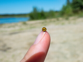 Macro of the yellow 22-spot ladybird (Psyllobora vigintiduopunctata or Thea vigintiduopunctata) on a womans fingertip outdoors with water and green landscape in background