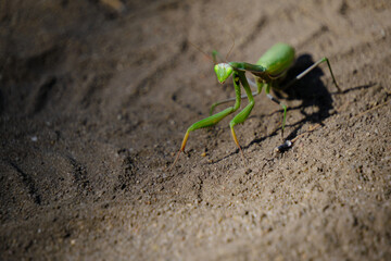Gaze and eyes,green mantis insect in natural conditions against background sand.