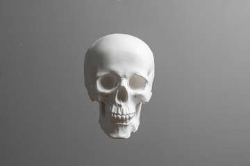 a medical anatomy human white skull isolated