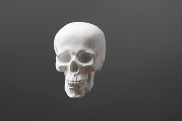 a medical anatomy human white skull isolated
