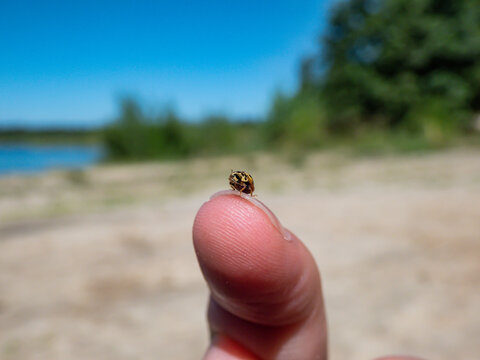 Macro of the yellow 22-spot ladybird (Psyllobora vigintiduopunctata or Thea vigintiduopunctata) on a womans fingertip outdoors with water and green landscape in background