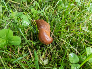 Close-up of the brick-red, dirty orange or brown Spanish slug (Arion vulgaris or Arion lusitanicus) on the ground. Invasive species and horticultural and agricultural slug pest