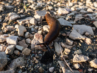 Close-up of the brick-red, dirty orange or brown Spanish slug (Arion vulgaris or Arion lusitanicus) on the ground. Invasive species and horticultural and agricultural slug pest