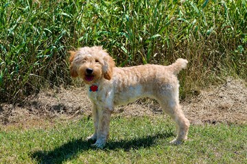 Cockapoo going for a walk in a grassy field