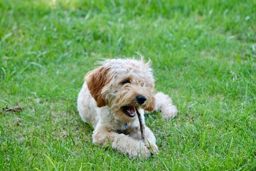 Cockapoo chewing a stick in the sun