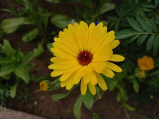 yellow flower in the garden