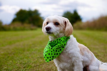 Cute Dog Sitting in Grassy Field