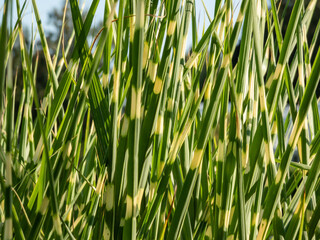 Porcupine Grass (Miscanthus sinensis) 'Strictus' - distinctive, ornamental grass with variegated foliage displaying unusual, horizontal, yellow rings along leaves