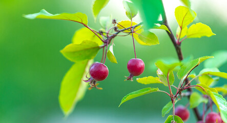 Ripe wild apples in selective focus on a branch of a wild apple tree.