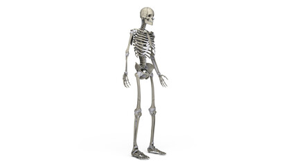 human skeleton isolated on  transparent background