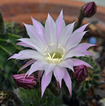 purple cactus flower