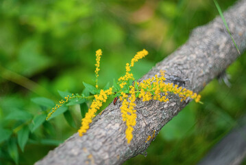 a small red beetle on a branch