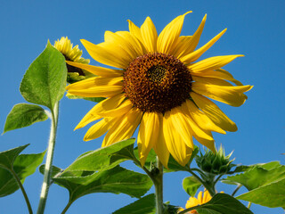 Close-up shot of big, yellow common sunflower (Helianthus) in bright sunlight facing the sun with blue sky in the background. Yellow and blue