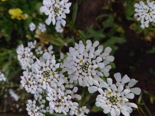 white flowers in the garden