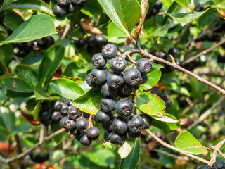 Big, ripe aronia (chokeberries) berries growing and maturing in clusters on a shrub branches among wooden fence in summer